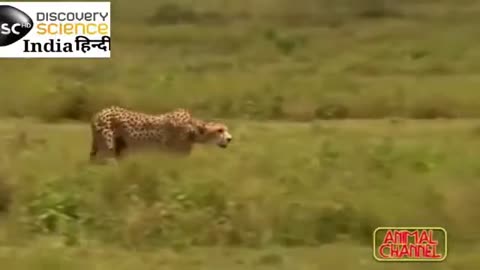 Best attacks of panther Cheeta Leopard Discovery science hindi HD By Dis