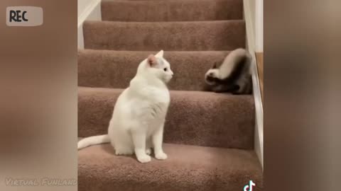 Most Harlious cats memes 2021 || cute baby cats video