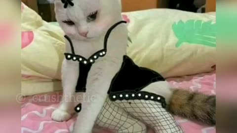 Cute Cat | Cats in love