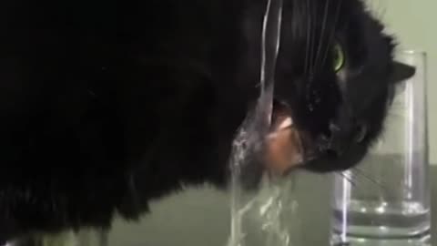 cat drinks water in slow motion