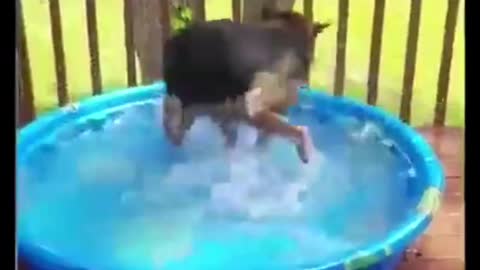 Best of funny animal videos