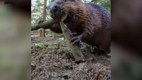 Adorable beavers munch on plentiful snacks at Oregon Zoo | SWNS