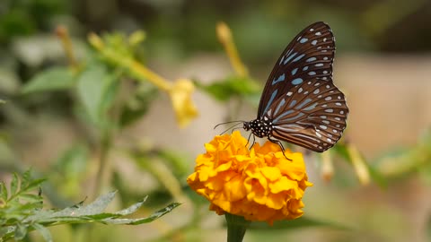 The most beautiful view of the butterfly when it is on the rose | Fantasy landscape