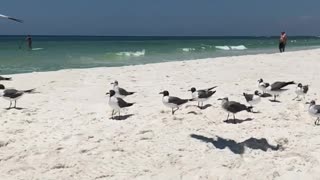 Playing Catch With The Seagulls!