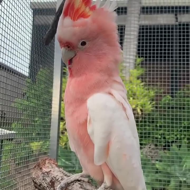 Smart And Funny Parrots Parrot Talking Videos Compilation (2023)