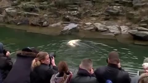 A baby polar bear makes a splash during her debut at the Berlin Tierpark zoo.