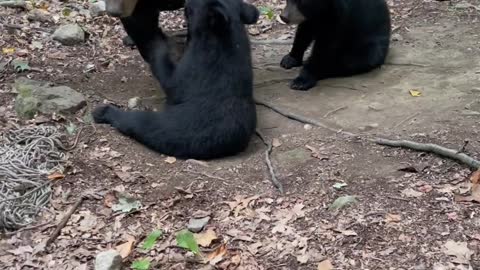Mama Bear and Cubs Play in Hammock