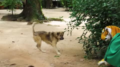 Fake Tiger prank with monkey and dog.