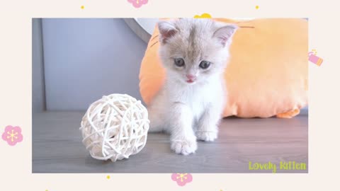 cute kitten playing ball