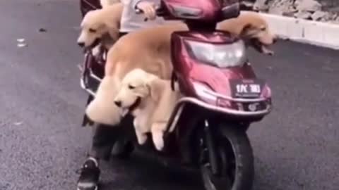 DOG MANAGE TO FIT THEMSELF IN ONE SMALL MOTORCYCLE.mp4