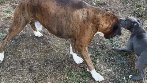 Boxer and a Staffordshire