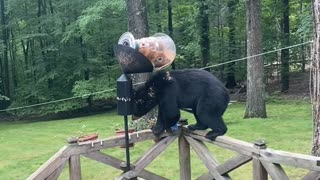 Bear Eats Out of Bird Feeder and Climbs Tree