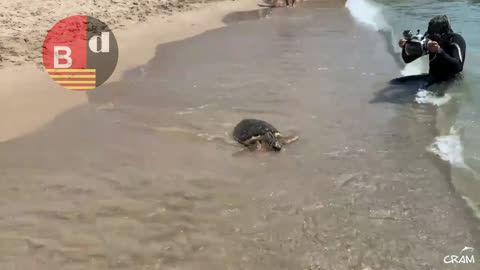 El CRAM libera cuatro tortugas marinas en la playa de El Prat