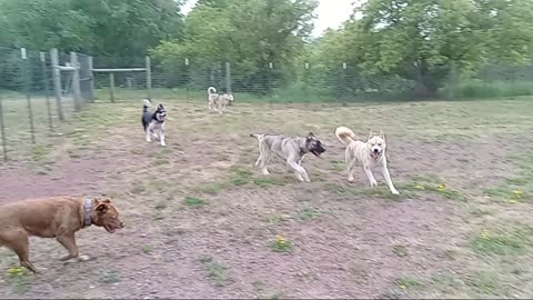 Family of dogs run together