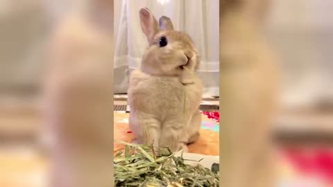 Extremely cute and funny rabbits.