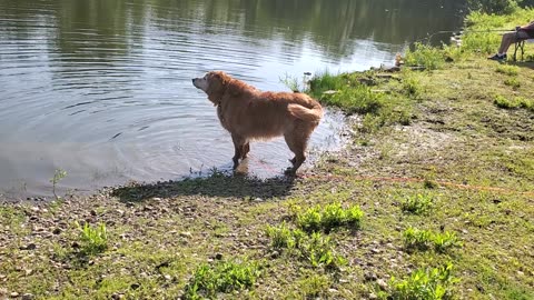 Reggie the bobber watcher