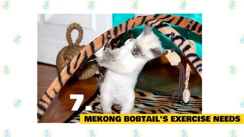 Mekong Bobtail Cats 101 - Fun Facts & Myths