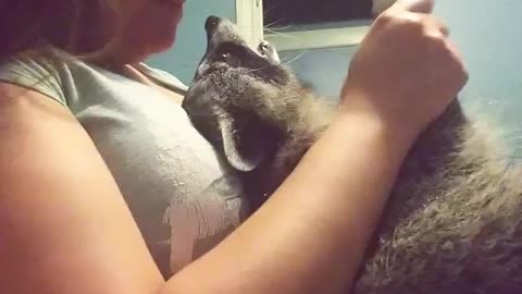 Raccoon plays patty-cake with her owner