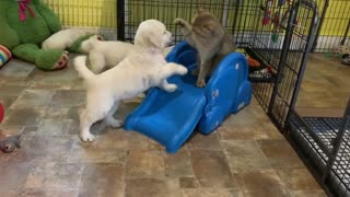 Cat challenges puppies for throne dominance