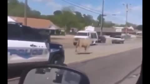 FUNNY Police Chase A Cow!