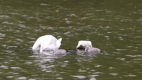 swan baby 2