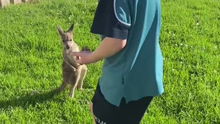 Little Boy Comforts Baby Kangaroos