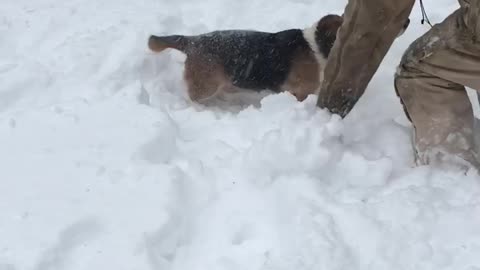 Old Bassett Hound’s legs are too short for the deep snow