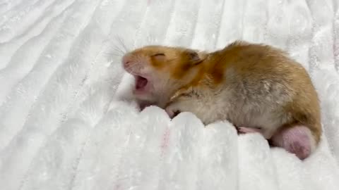 Cute little Hamster is sleeping near Fireplace in modern apartment