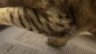 Cat Pulls Paper From Printer