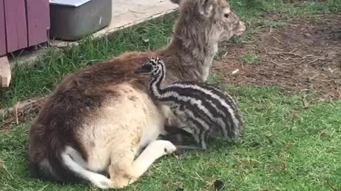 A Deer And Emu Have Become Unlikely Best Friends