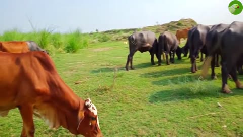 REAL COW SOUNDS IN REAL COW VIDEOS