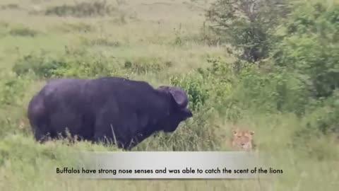 Buffalo Unaware Of Lioness Behind it