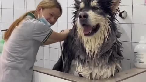 The funny thing is that the husky is bathed #husky #dog #doglovers #feels #feelsgood