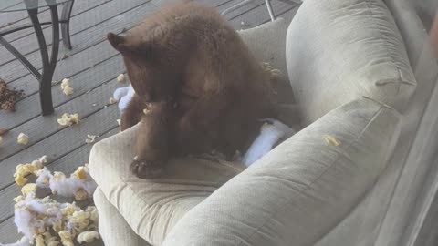 Cute Bear Cub Relaxes On/Destroys Sofa