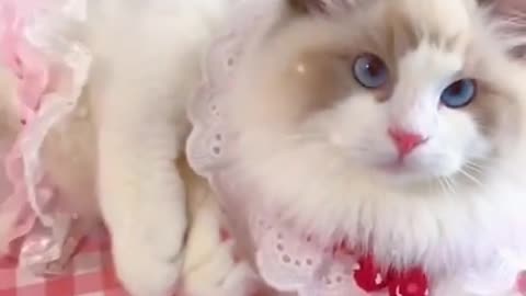 Aww cute cat videos funny Vol5❤️ Cat Cash Compilation chines💚 Tiktok Cat Meow #cat