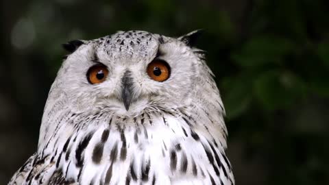 Owl eyes