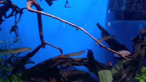 aquarium #fish #relaxingmusic #4k #aquariumrelax #coralreef #underwater #4kvideo