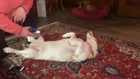 Dog Reacts To A Massage Driller Pampered Life