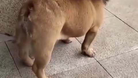Funny dog watch