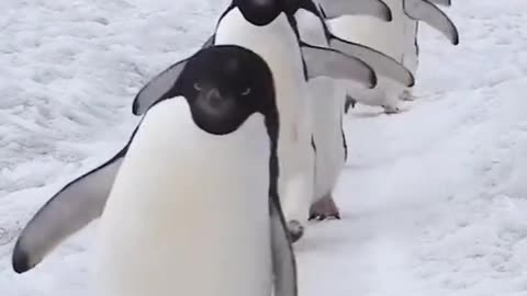 Penguins waddle through the tundra