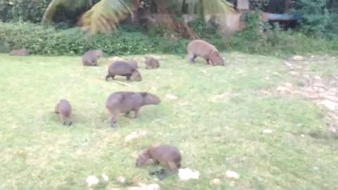 Capybara attacks! Not so friendly? Hilarious!
