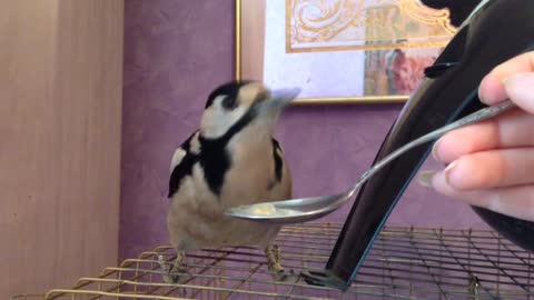 Woodpecker Eats with a Spoon