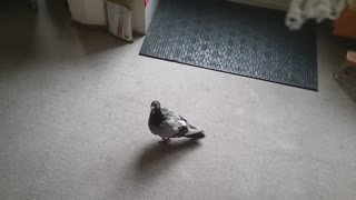 Punkie the Pigeon