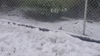 Dogs playing in the snow