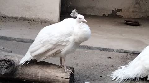White Peacock 🦚 Video