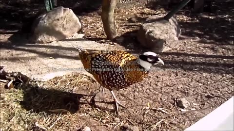 Chinese golden pheasant and water birds