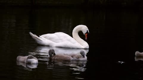 Family of swans with cygnets on canal in England