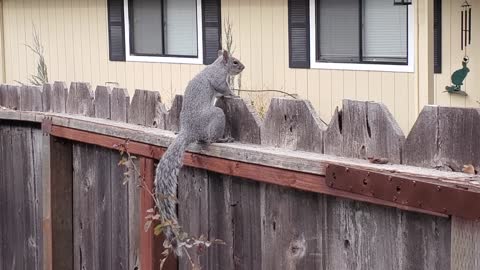 The Drumming Squirrel