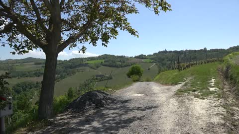 Italy Langhe View With Tree By Country Lane