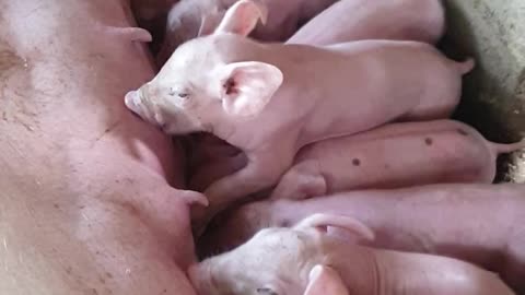 breastfeeding cute baby pig - mama pig look so lovely